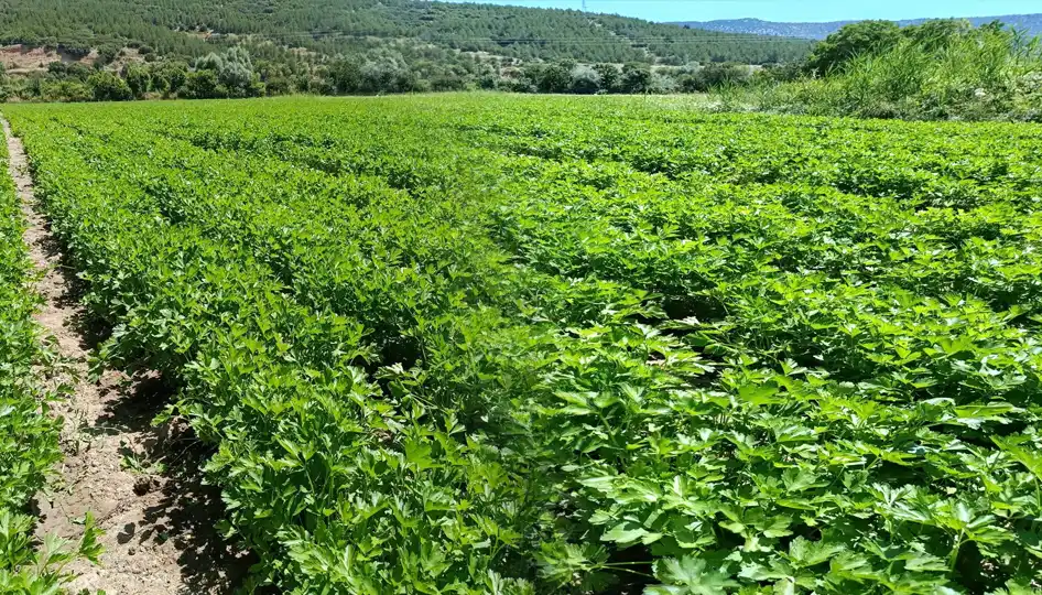 Burdur’un Yeşil Altını: Çeltikçi Maydanozu Türkiye’nin Sofralarına Ulaşıyor