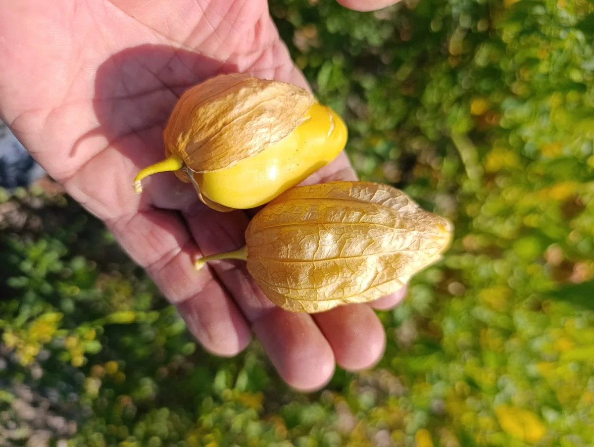 Ankara’da Yenilikçi Çiftçi: Meksika’nın Nadide Meyvesi Tomatillo Beypazarı Topraklarında Yetişti