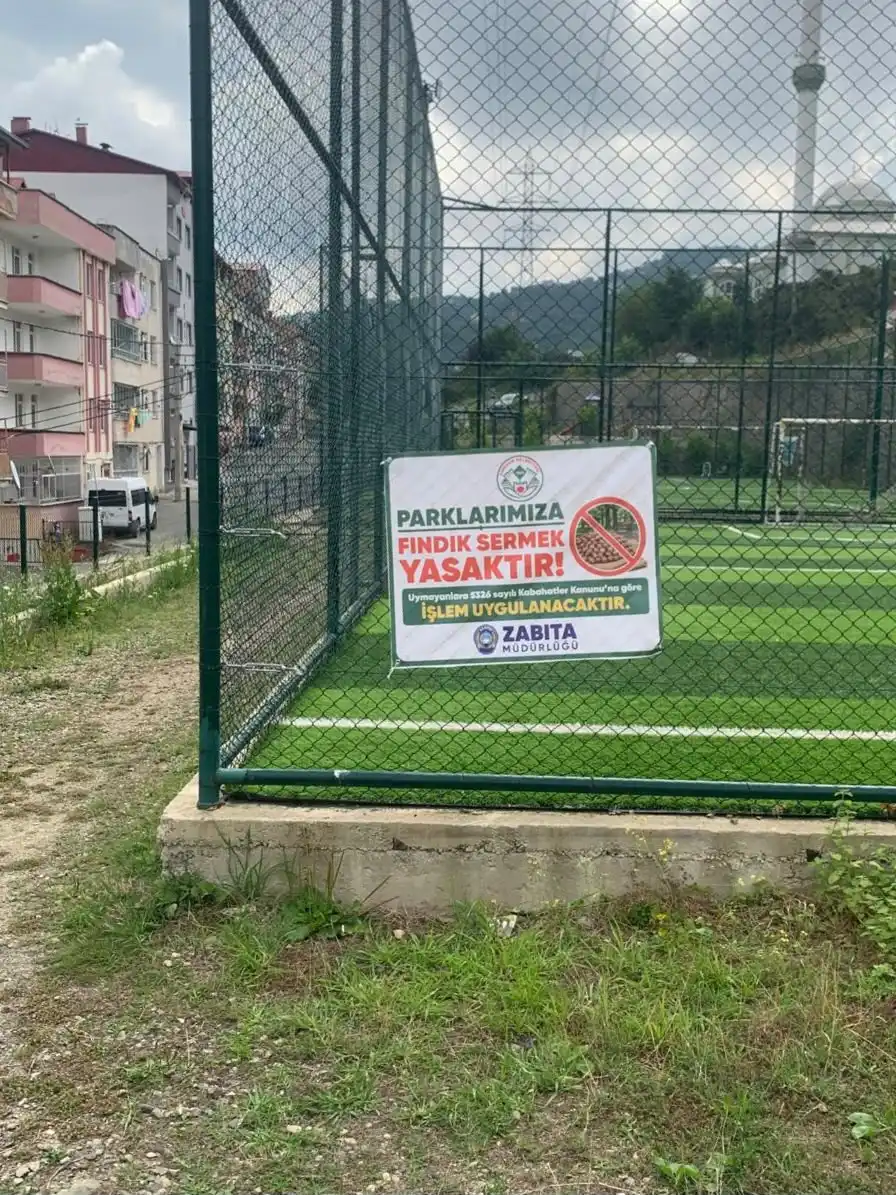 Giresun’da Fındık Sezonu Başlıyor: Parklarda Fındık Serimi Yasaklandı!