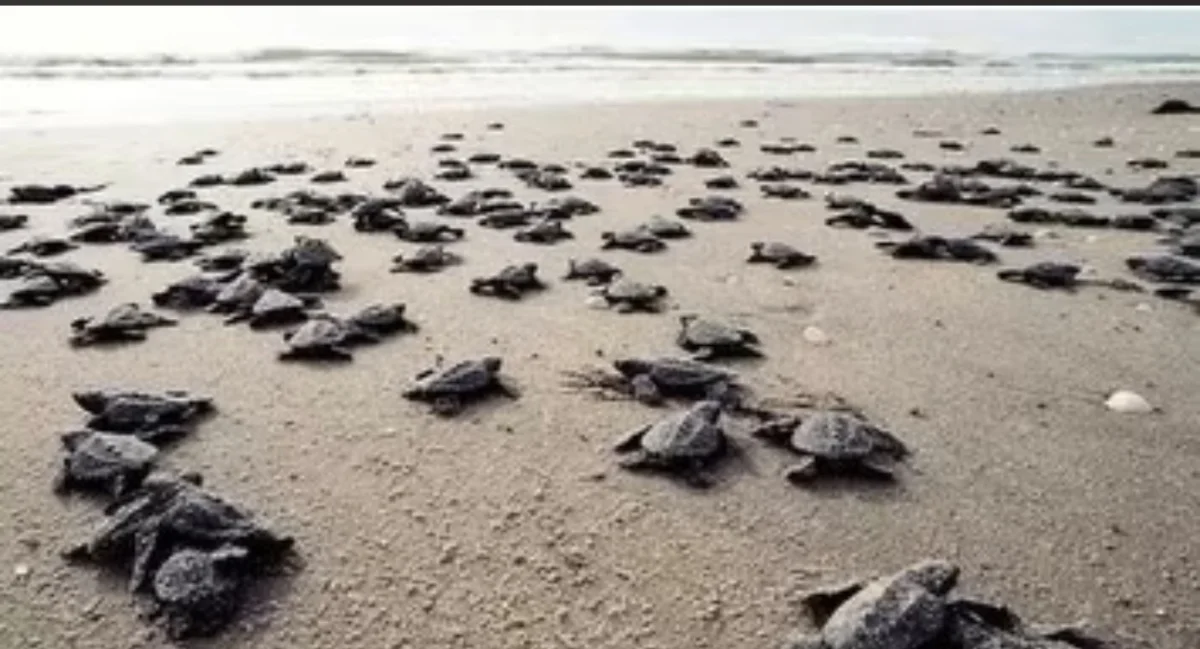 Antalya Kıyılarında Mucize: 25 Bin Caretta Caretta Yavrusu Denizle Buluştu