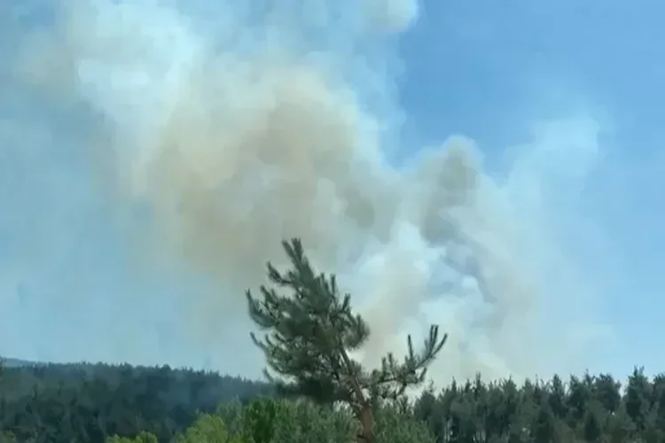 Bursa’da 3 Farklı Noktada Orman Yangını: Ekipler Hızla Müdahale Ediyor