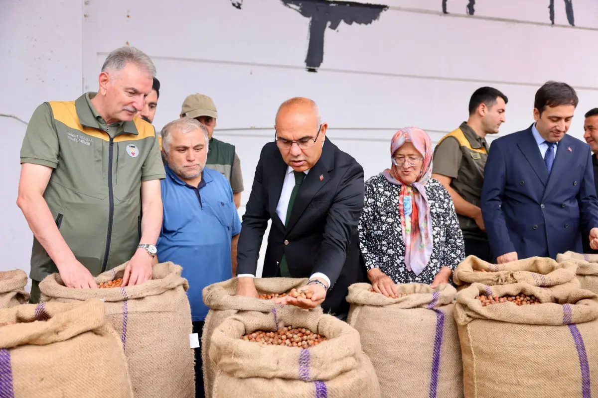 TMO Giresun’da İlk Fındık Alımını Gerçekleştirdi: Kalite ve Fiyatlar Açıklandı