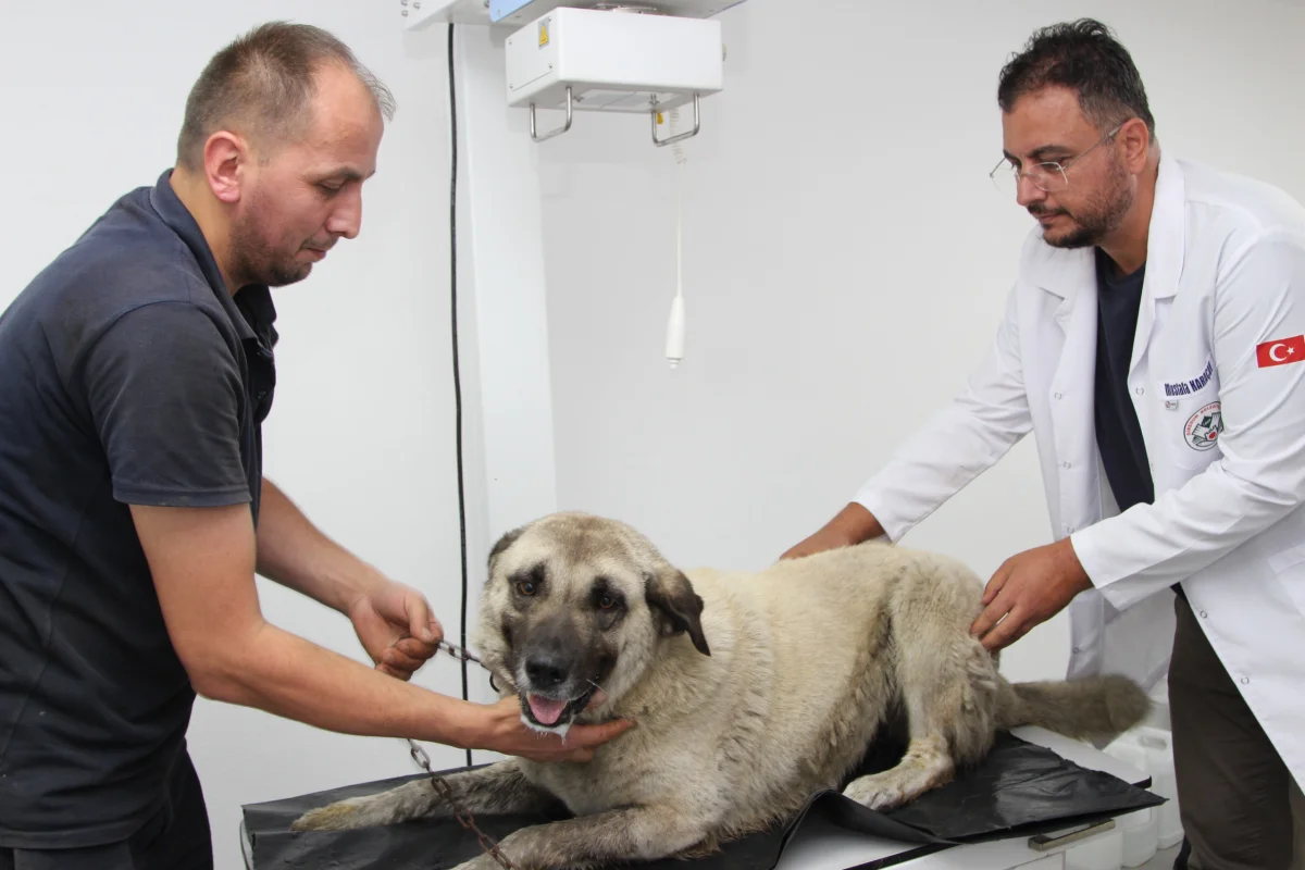 Giresun’da Vahşice Ezilen Köpek Hayata Tutundu: Belediye Ekipleri Seferber Oldu