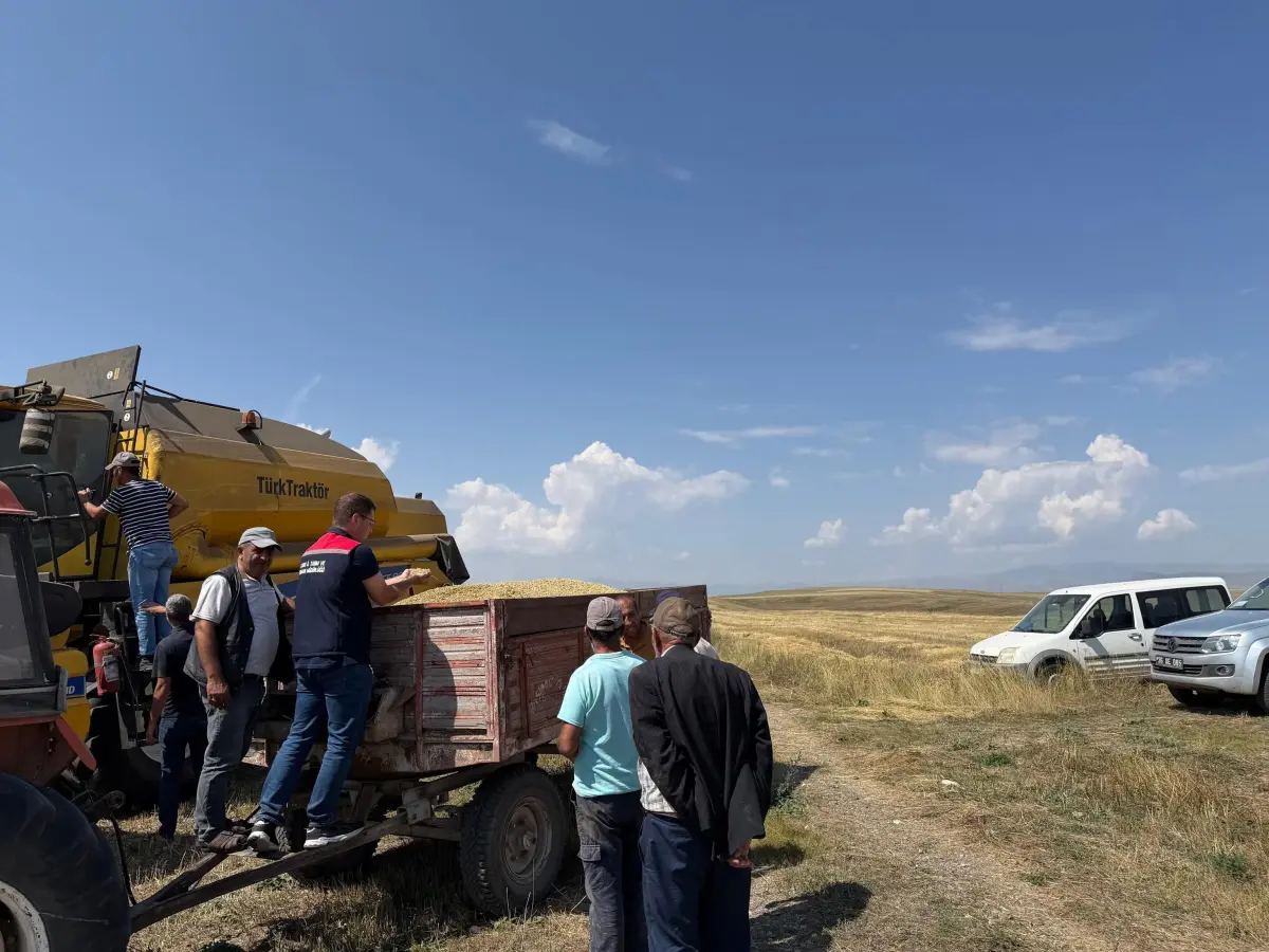 Kars’ta Binlerce Yıllık Ata Tohumu Kavılca Buğdayında Bereketli Hasat Zamanı