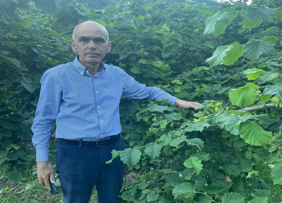 Fındık Fiyatlarında Skandal Manipülasyon: Giresun Ziraat Odası Başkanı Karan’dan Sert Tepki!