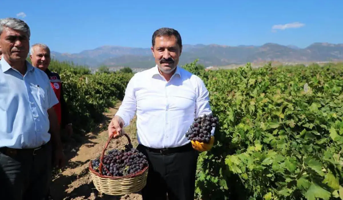 Hatay’da Hasat Başladı: Hassa’dan 81 Bin Ton Üzüm Beklentisiyle 85 Bin Tonluk Rekolte Hedefi