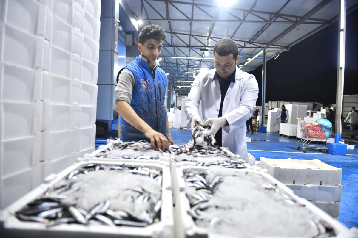 ABB’den Taze Balık Garantisi: Balık Hali’nde Denetimler Sıkılaştırıldı