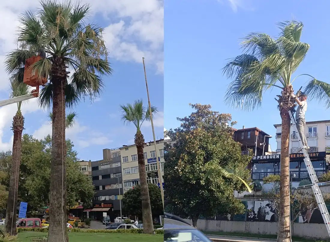 Kdz. Ereğli Sahilinin İmzası Palmiyeler Yeniden Hayat Buluyor: Kapsamlı Bakım Çalışmaları Başladı