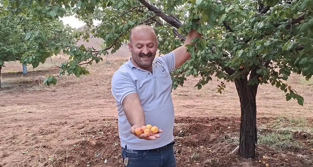 Malatya’da Eylül Sonunda Kayısı Hasadı: Geç Çiçek Açan Ağaçlar Don Afetinden Etkilenmedi