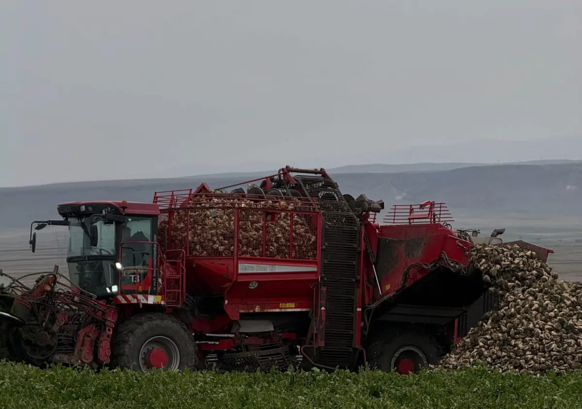 Kars Akyaka’da Şeker Pancarı Hasadı Başladı: Kaymakam Üreticilerle Buluştu