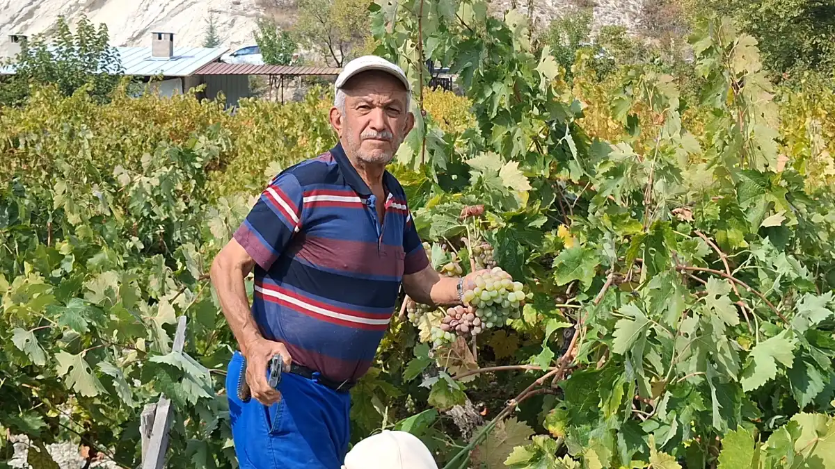 Beypazarı Başören’de Üzümler Pekmeze Dönüşüyor: Geleneksel Bağ Bozumu Başladı
