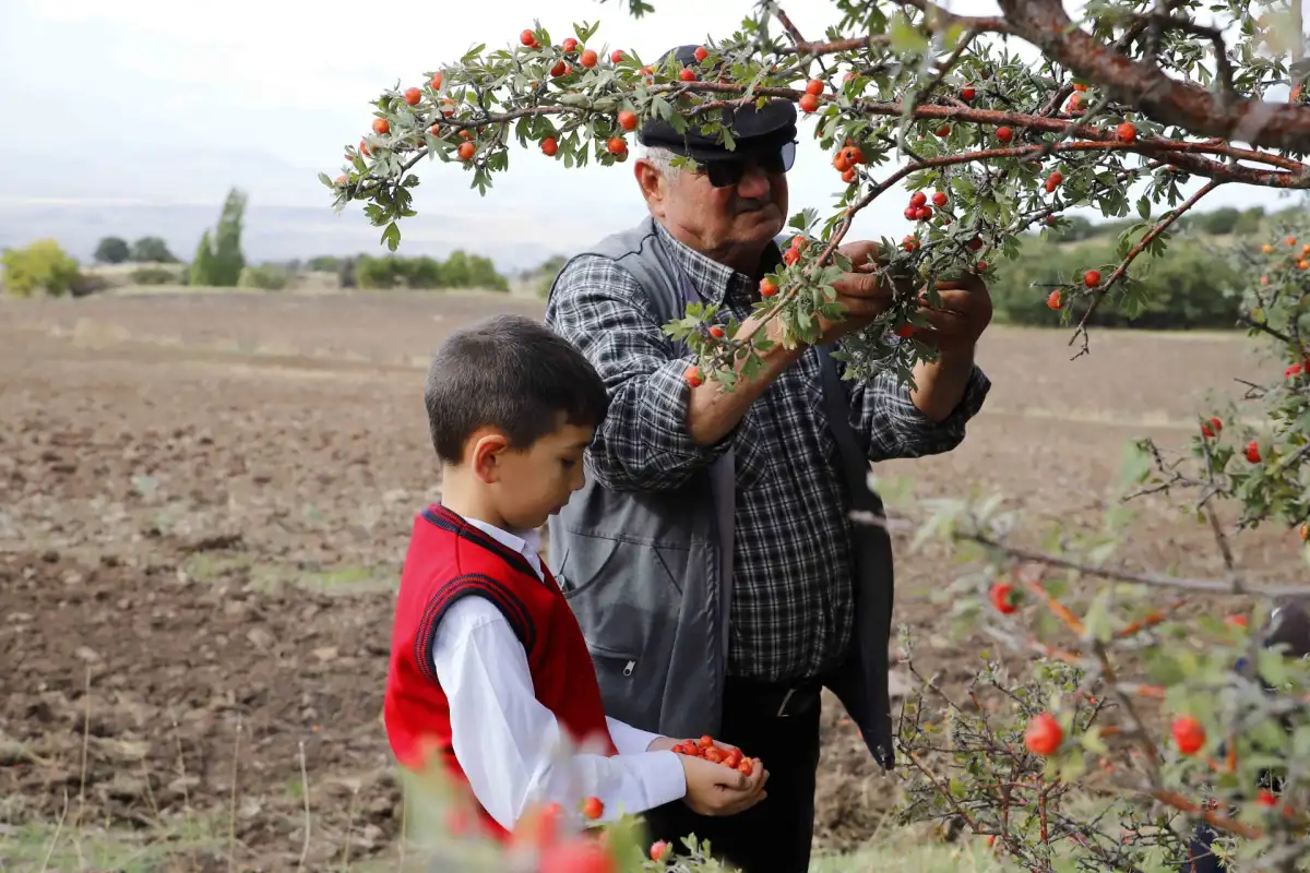 Aksaray’da Nesilden Nesile Aktarılan Alıç Geleneği: Dede ve Torun Aynı Ağaçların Gölgesinde