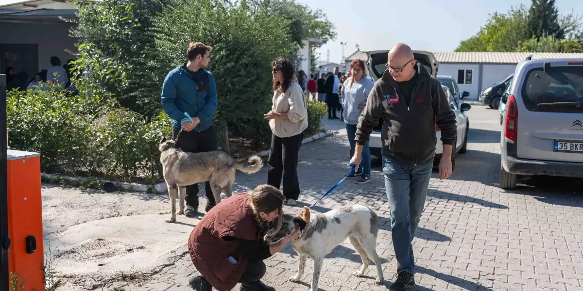 İzmir’de Yuva Bulamayan 83 Köpek Yeni Sahiplerine Kavuştu: Bornova Belediyesi Başarıyla Tamamladı