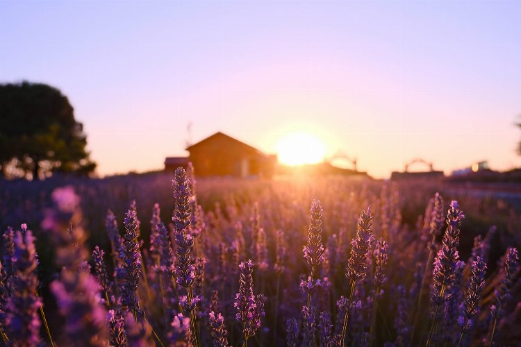 Sakarya Cennet Vadisi’nde ‘mor’ şölen