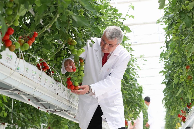 Sakarya üretiyor Türkiye kazanıyor… 5 aylık hasatla rekor ‘Mükemmeliyet’