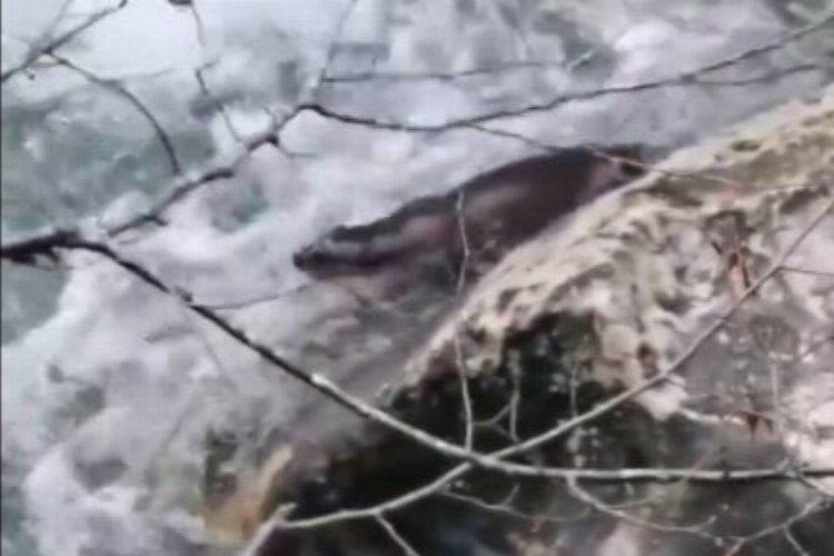 Kastamonu’da su samuru kayıt altına alındı