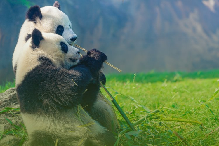 Sevgiyi ‘doğayla koruma’ çağrısı