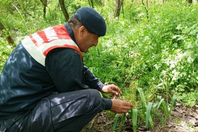 Edirne’nin sümbülü ve göçmen kuşlarına Jandarma kalkanı