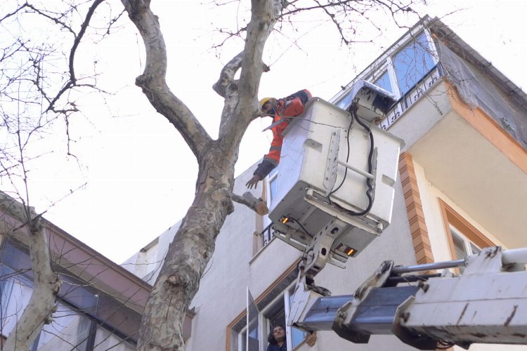 Balıkesir Bandırma’da ağaçlara bakım