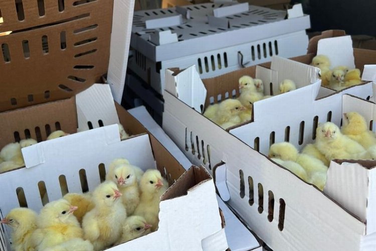 Bursa’da kayıt dışı 2 bin 500 kanatlı hayvana el kondu!