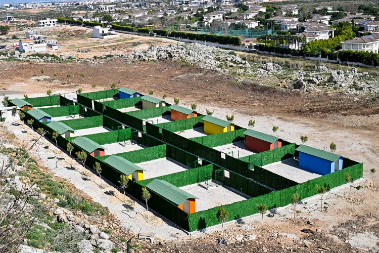 Antalya Muratpaşa’da sokak köpeklerinin özel yaşam alanı