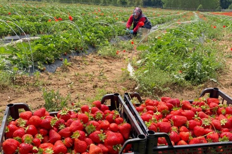İzmit’te ‘Çilek Hasadı’na hava muhalefeti engeli