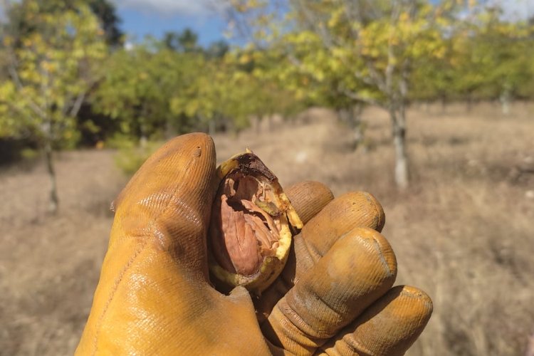Bursa’nın dağ ilçerinde kargalar korkulu rüya oldu!