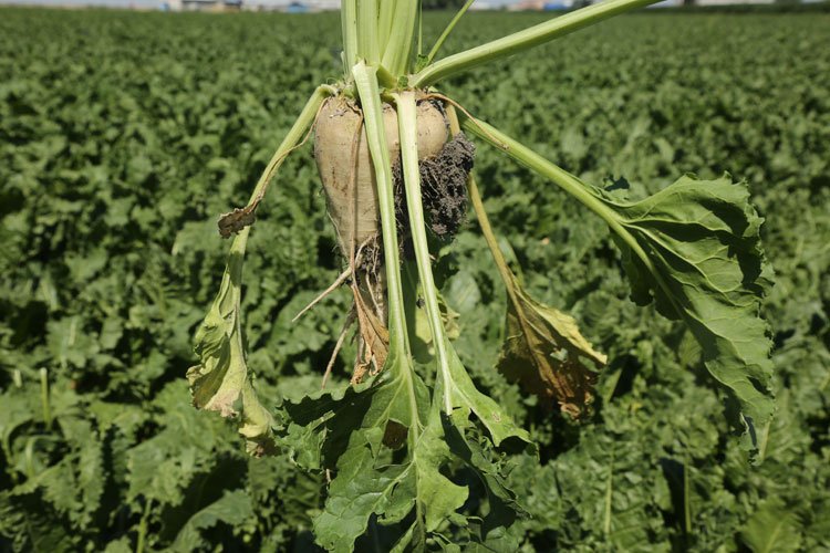 Konya Şeker’den üreticilere 182 milyon TL’lik avans