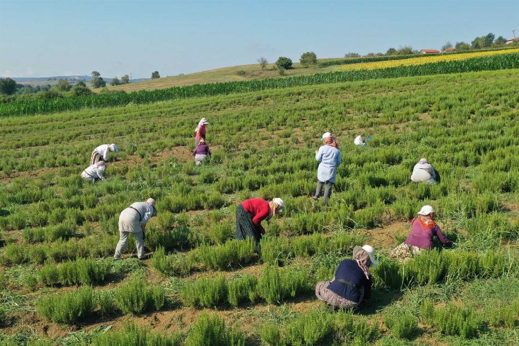 Kocaeli’de tıbbi ve aromatik bitkilerin hasadı başladı