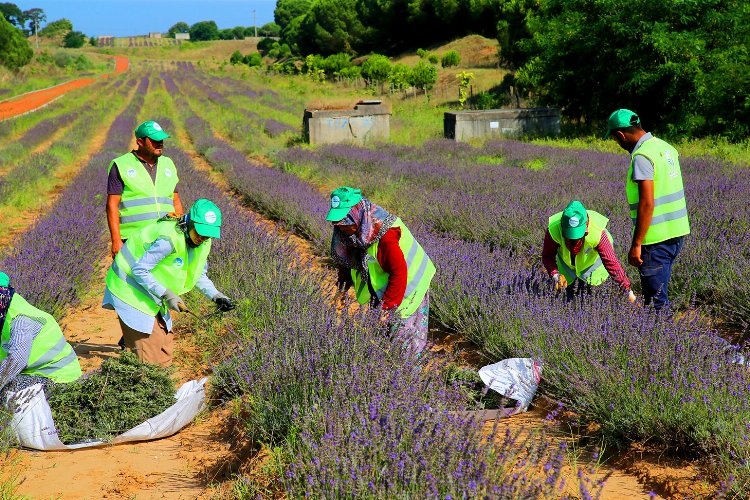 Sakarya’da ‘mor’ hasat büyülüyor