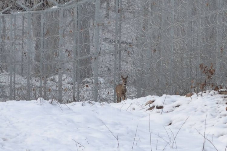 DOKU Derneği’nden ‘Dünya Yaban Hayatı Günü’ mesajı